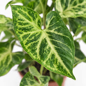 Syngonium Arrow, Nahaufnahme Blatt