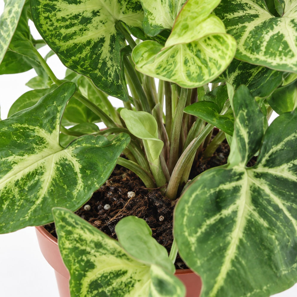 Syngonium Arrow, Nahaufnahme Wuchs und Triebansatz