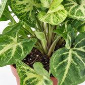Syngonium Arrow, Nahaufnahme Wuchs und Triebansatz