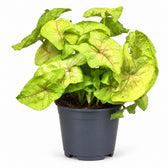 Syngonium Golden Feel Green - 30cm im Kulturtopf