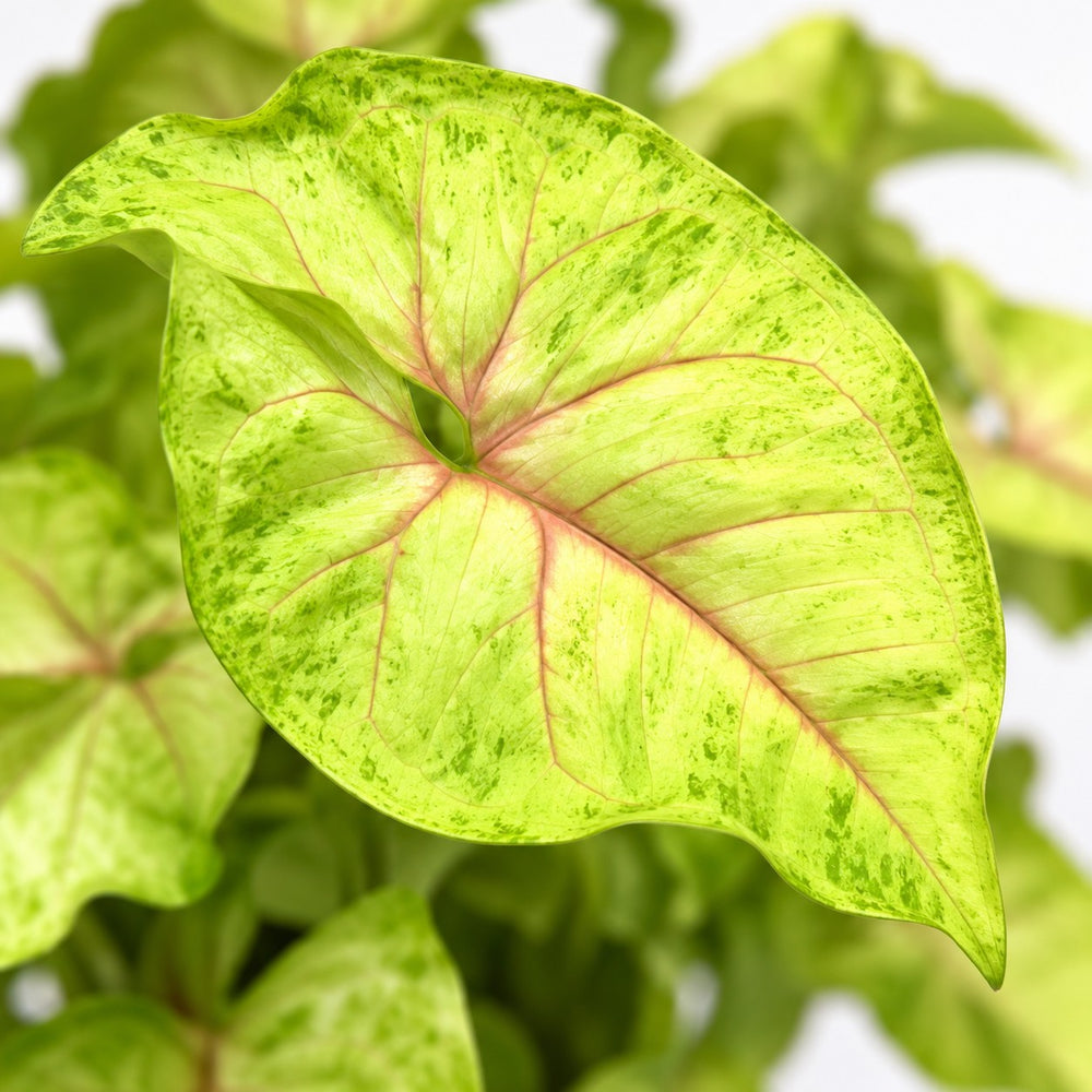Syngonium Golden Feel Green, Nahaufnahme Blatt