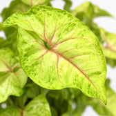 Syngonium Golden Feel Green, Nahaufnahme Blatt