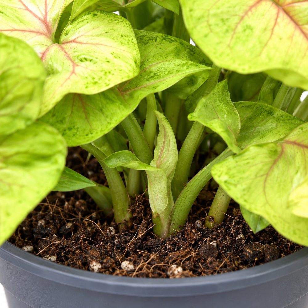 Syngonium Golden Feel Green, Nahaufnahme Wuchs und Triebansatz