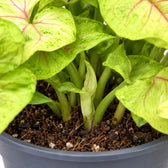 Syngonium Golden Feel Green, Nahaufnahme Wuchs und Triebansatz
