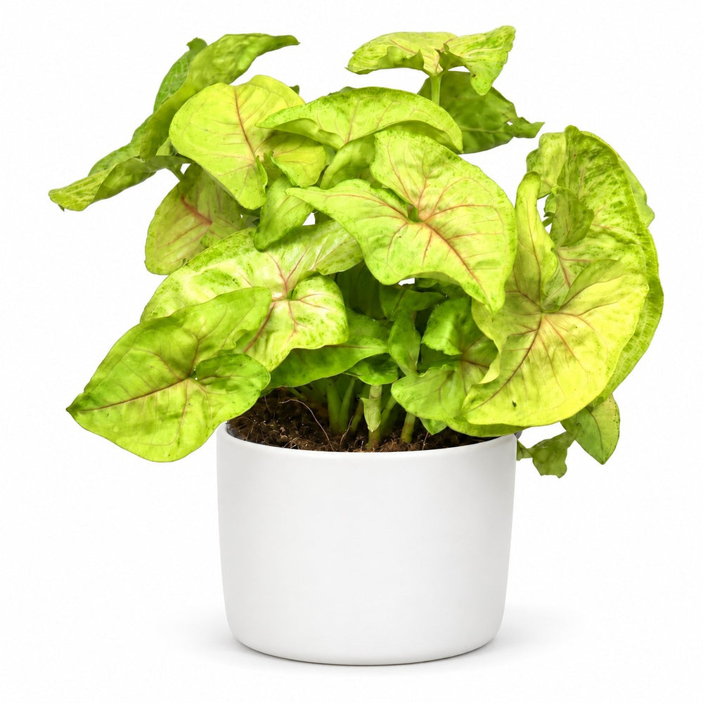 Syngonium Golden Feel Green - 30cm, Stylingbeispiel im Übertopf (Übertopf nicht enthalten)