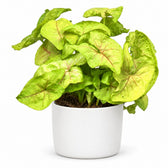 Syngonium Golden Feel Green - 30cm, Stylingbeispiel im Übertopf (Übertopf nicht enthalten)