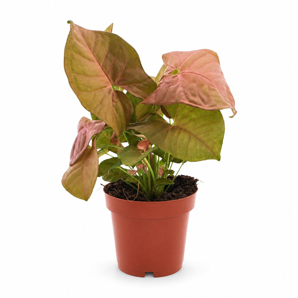 Syngonium Neon - 25cm im Kulturtopf