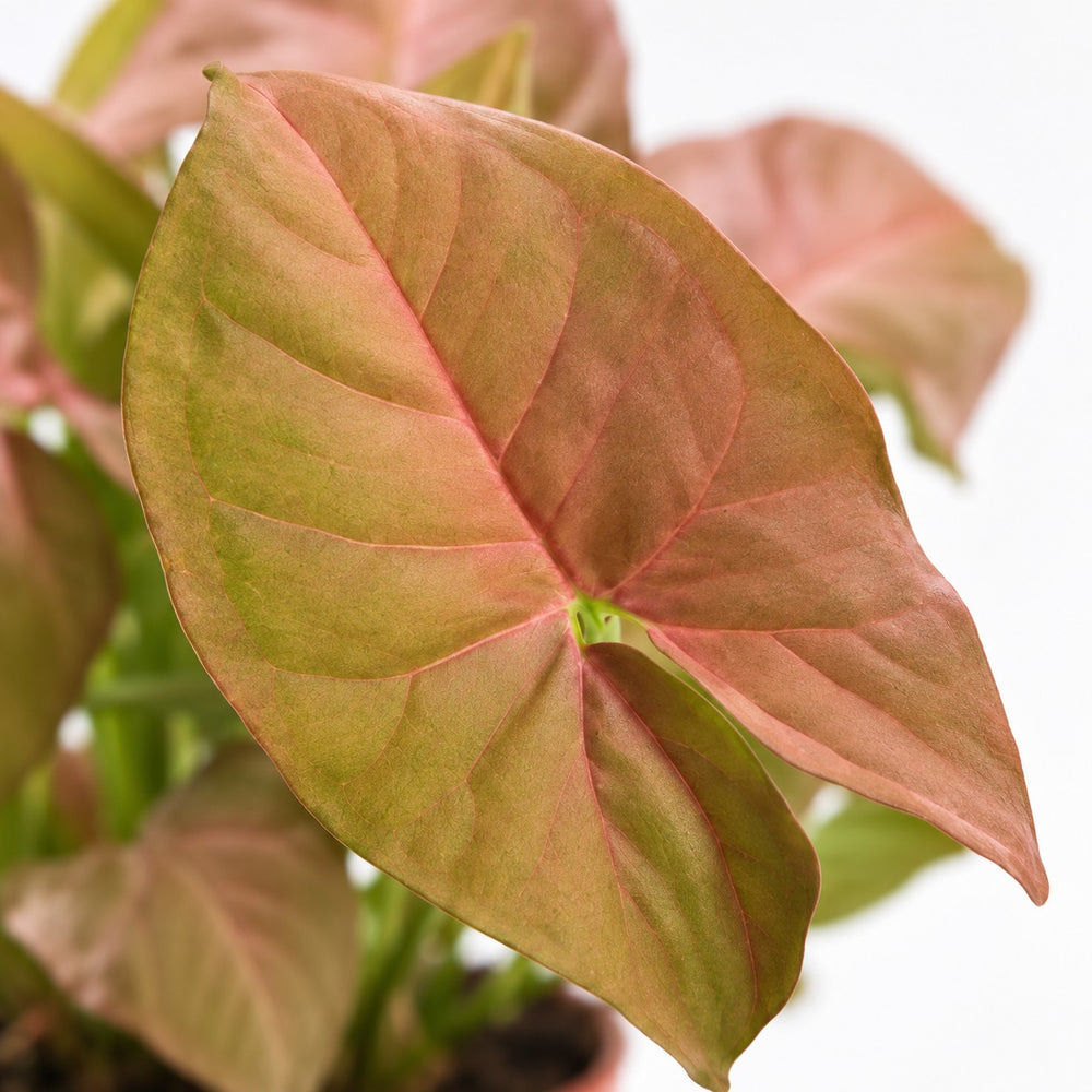 Syngonium Neon, Nahaufnahme Blatt
