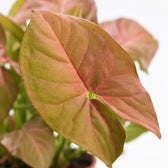 Syngonium Neon, Nahaufnahme Blatt