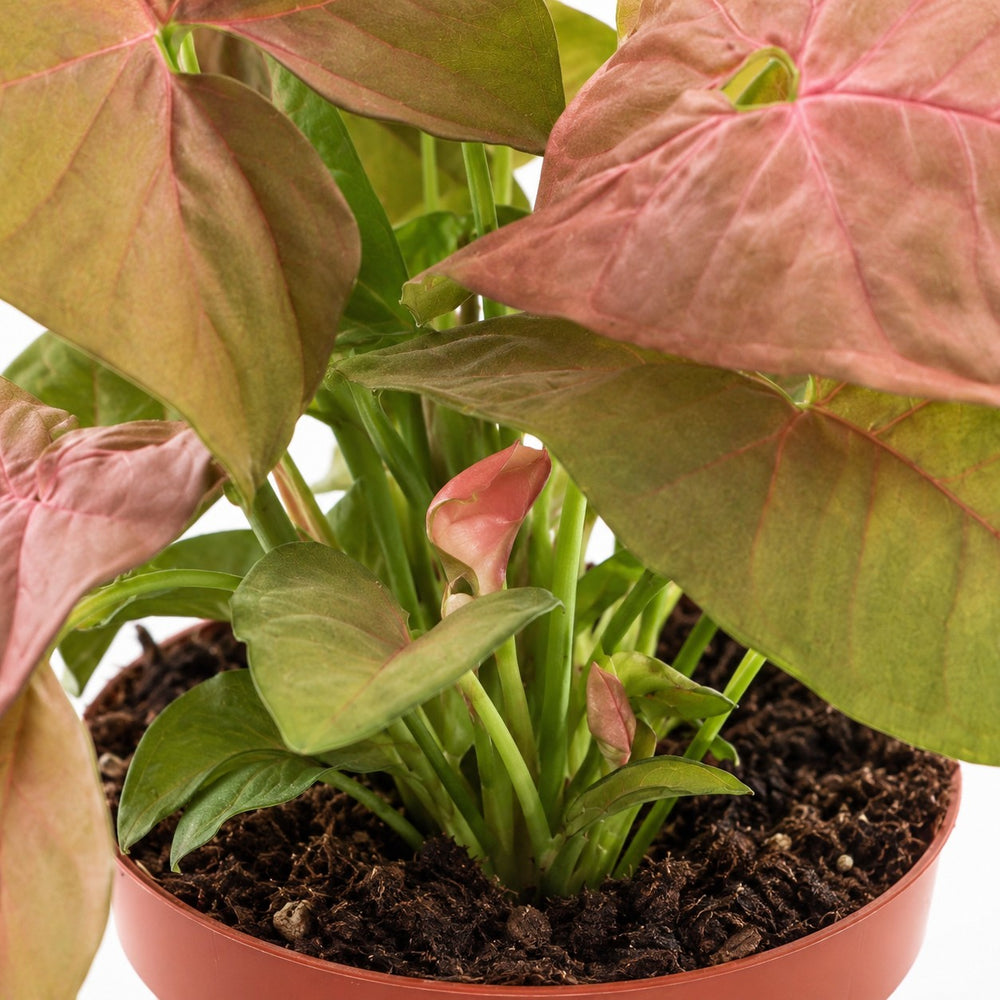Syngonium Neon, Nahaufnahme Wuchs und Triebansatz