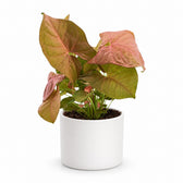 Syngonium Neon - 25cm, Stylingbeispiel im Übertopf (Übertopf nicht enthalten)