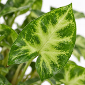 Syngonium Pixie, Nahaufnahme Blatt
