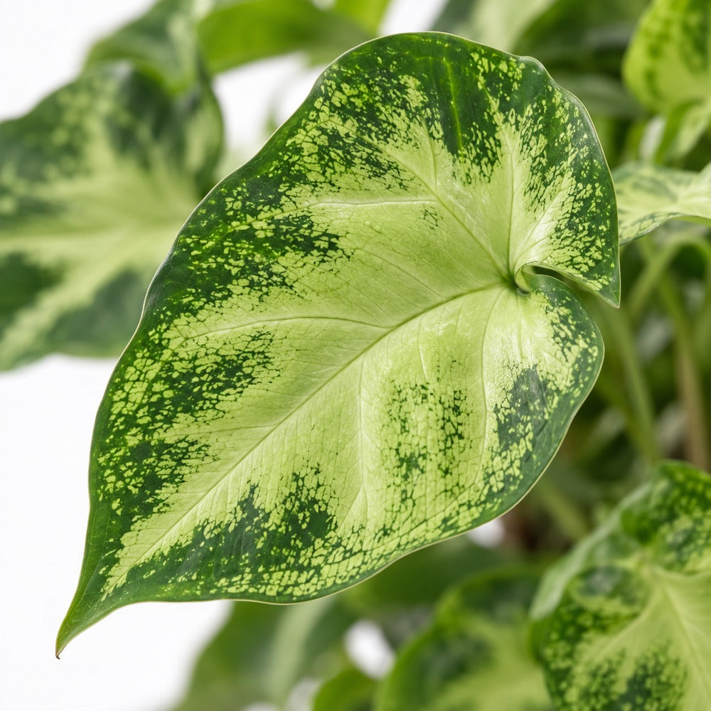 Syngonium Pixie, Nahaufnahme Blatt