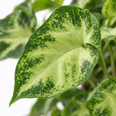 Syngonium Pixie, Nahaufnahme Blatt