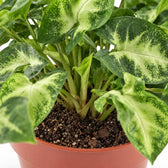 Syngonium Pixie, Nahaufnahme Wuchs und Triebansatz