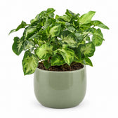 Syngonium Pixie - 20cm, Stylingbeispiel im Übertopf (Übertopf nicht enthalten)