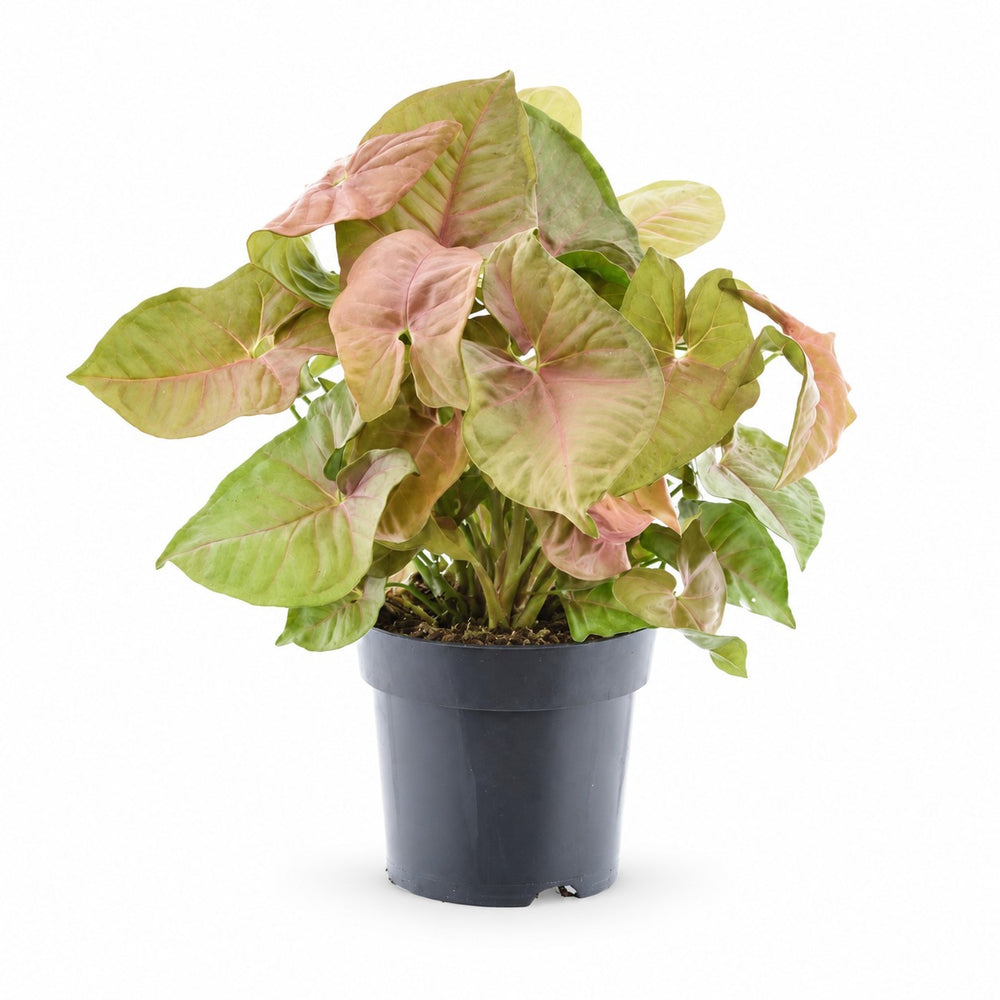 Syngonium Red Heart Feel Green - 30cm im Kulturtopf