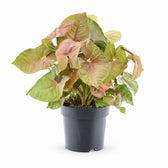 Syngonium Red Heart Feel Green - 30cm im Kulturtopf