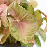 Syngonium Red Heart Feel Green, Nahaufnahme Blatt