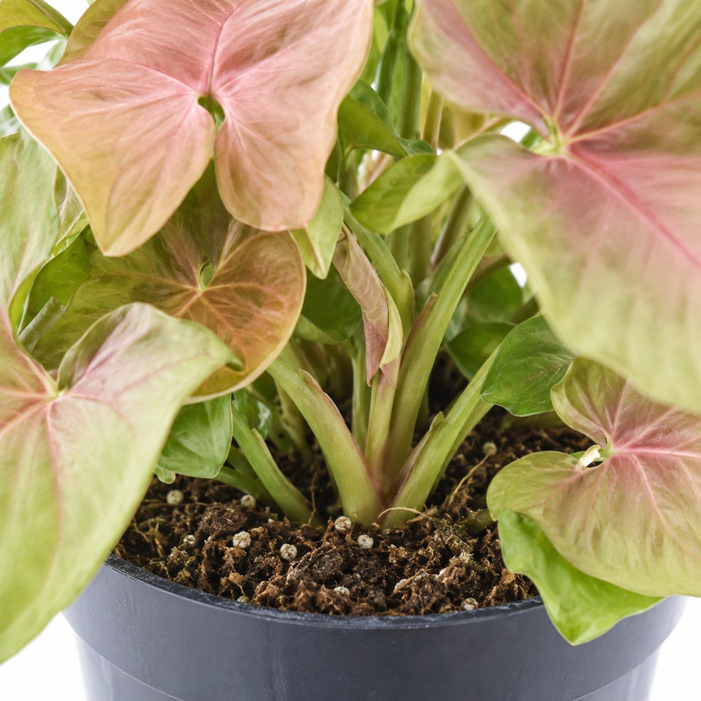 Syngonium Red Heart Feel Green, Nahaufnahme Wuchs und Triebansatz