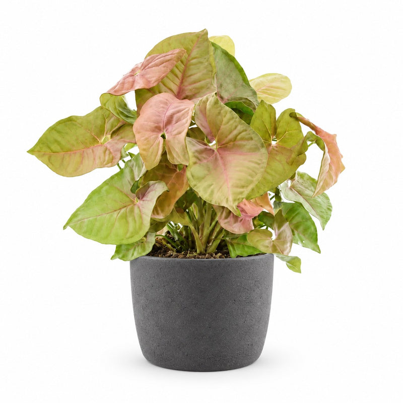 Syngonium Red Heart Feel Green - 30cm Detail