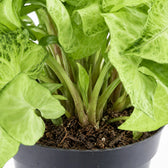 Syngonium White Butterfly Feel Green, Nahaufnahme Wuchs und Triebansatz