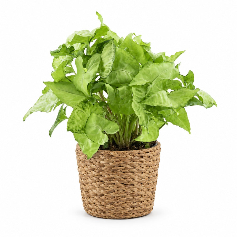Syngonium White Butterfly Feel Green - 35cm, Stylingbeispiel im Übertopf (Übertopf nicht enthalten)