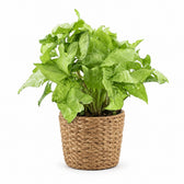 Syngonium White Butterfly Feel Green - 35cm, Stylingbeispiel im Übertopf (Übertopf nicht enthalten)