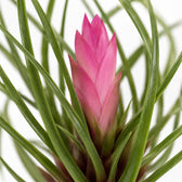 Tillandsia Cyanea, Nahaufnahme Blatt