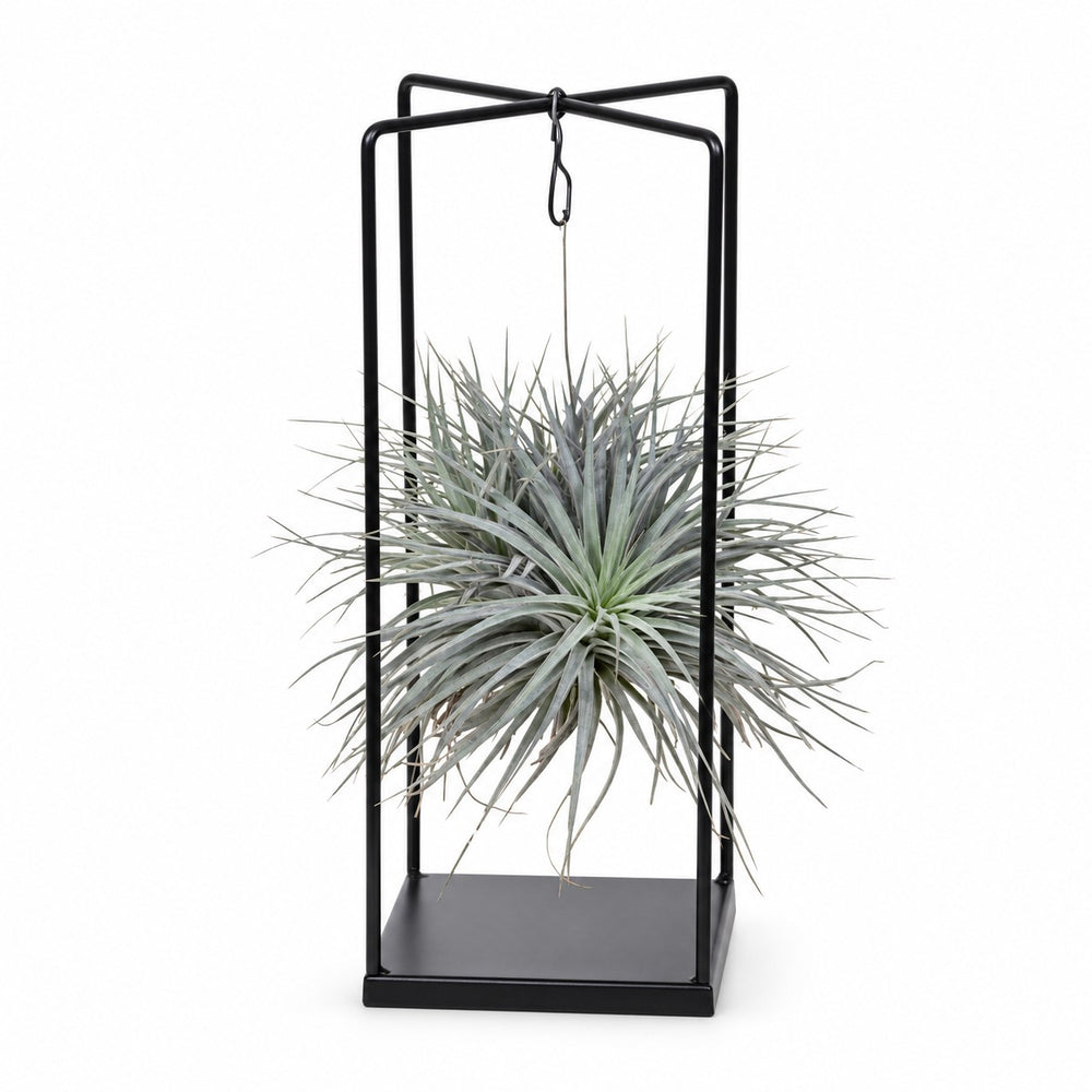 Tillandsia ionantha Abdita - 20cm im Kulturtopf