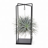 Tillandsia ionantha Abdita - 20cm im Kulturtopf