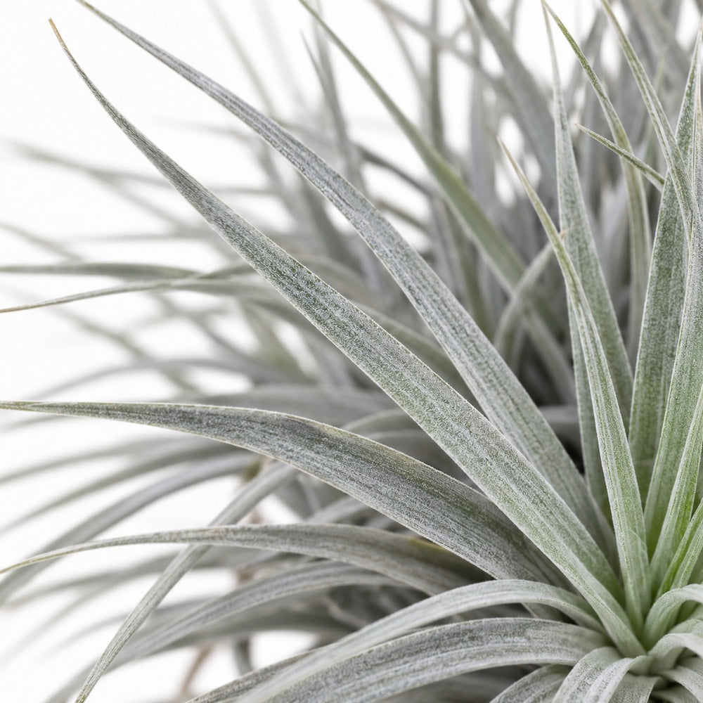 Tillandsia ionantha Abdita, Nahaufnahme Blatt