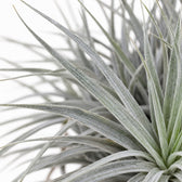 Tillandsia ionantha Abdita, Nahaufnahme Blatt