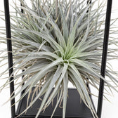 Tillandsia ionantha Abdita, Nahaufnahme Wuchs und Triebansatz