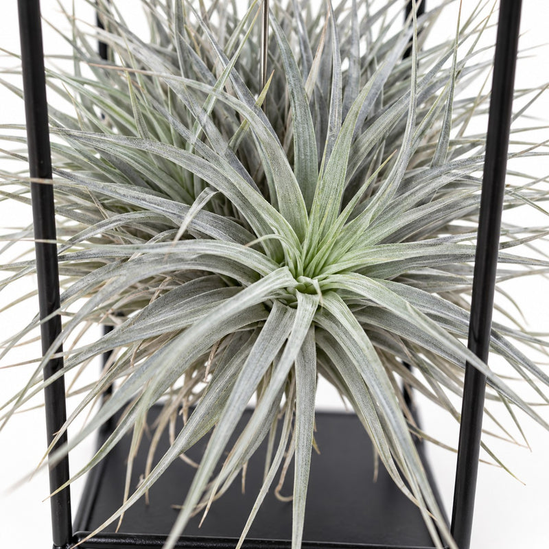 Tillandsia ionantha Abdita - 20cm Detail