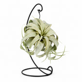 Tillandsia King Xero - 23cm im Kulturtopf