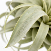 Tillandsia King Xero, Nahaufnahme Blatt