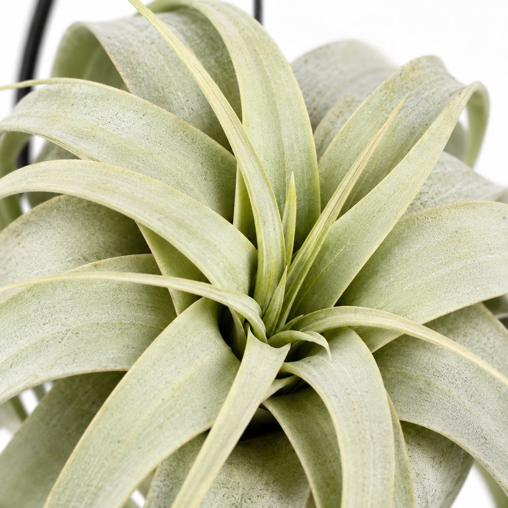 Tillandsia King Xero, Nahaufnahme Wuchs und Triebansatz