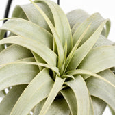 Tillandsia King Xero, Nahaufnahme Wuchs und Triebansatz