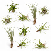 Tillandsia-Mix - 10 Stück - 6cm im Kulturtopf