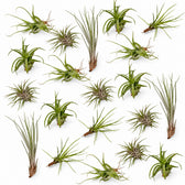 Tillandsia-Mix (20 Stück) - 6cm im Kulturtopf