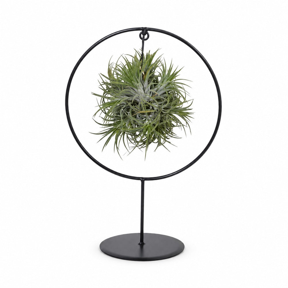 Tillandsia-Ring Mix - 30cm im Kulturtopf