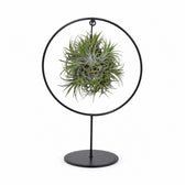 Tillandsia-Ring Mix - 30cm im Kulturtopf