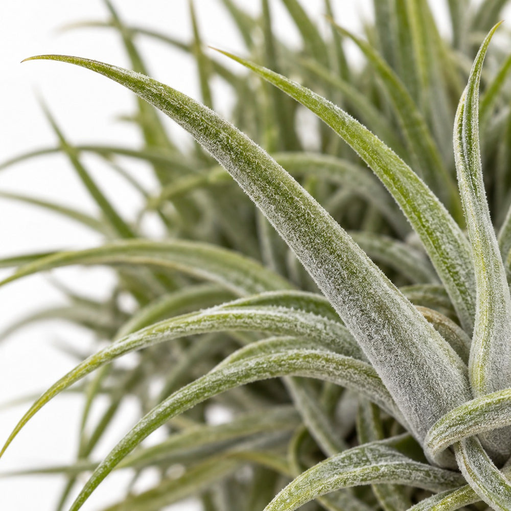 Tillandsia-Ring Mix, Nahaufnahme Blatt