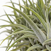 Tillandsia-Ring Mix, Nahaufnahme Blatt