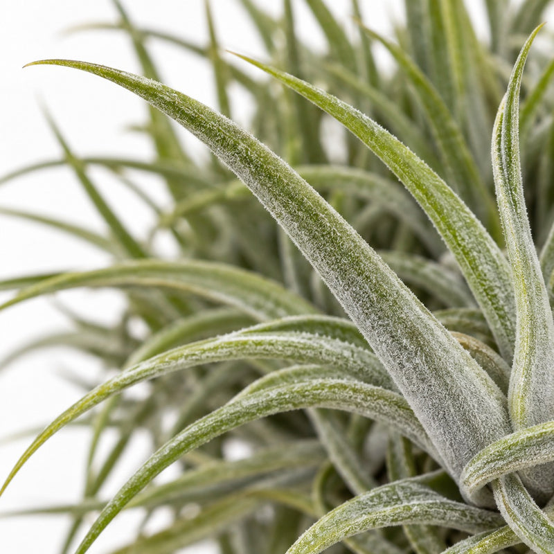 Tillandsia-Ring Mix - 30cm Detail