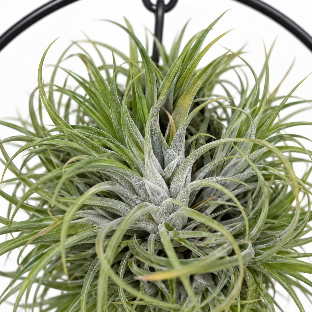 Tillandsia-Ring Mix, Nahaufnahme Wuchs und Triebansatz