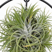 Tillandsia-Ring Mix, Nahaufnahme Wuchs und Triebansatz