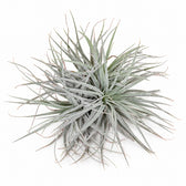 Tillandsia Super Silver XL - 15cm im Kulturtopf