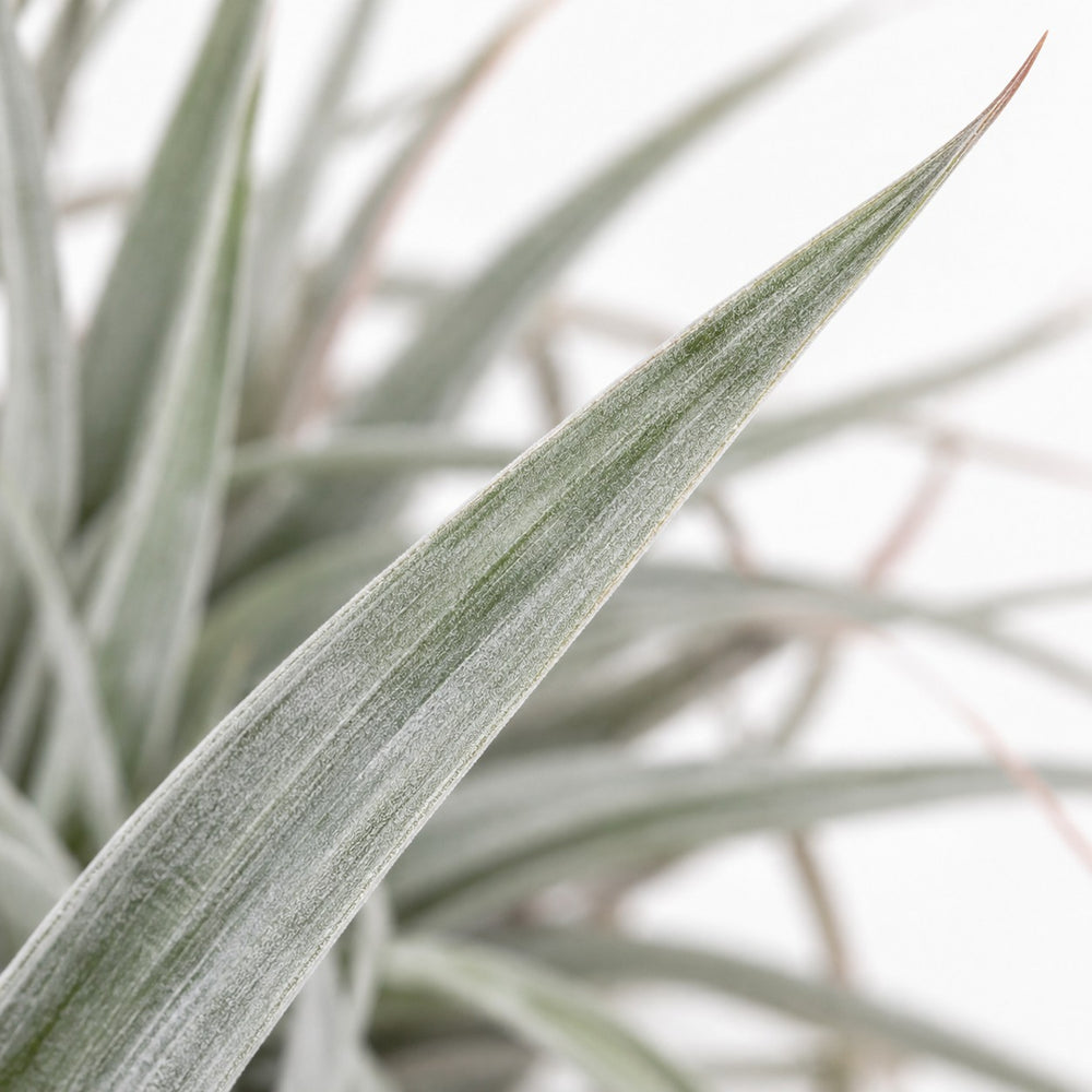 Tillandsia Super Silver XL, Nahaufnahme Blatt